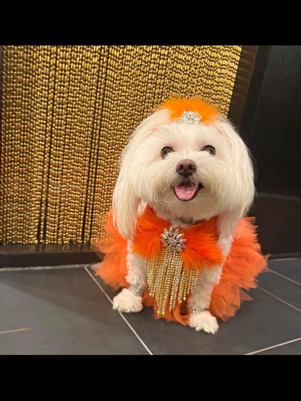 Life of a showgirl dog costume